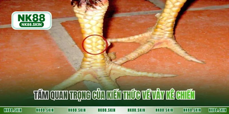 Tầm quan trọng của kiến thức về vảy kê chiến 