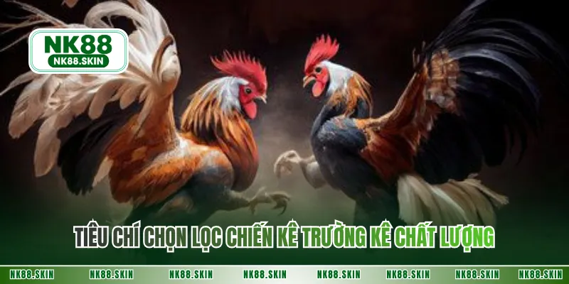 Tiêu chí chọn lọc chiến kê trường kê chất lượng 